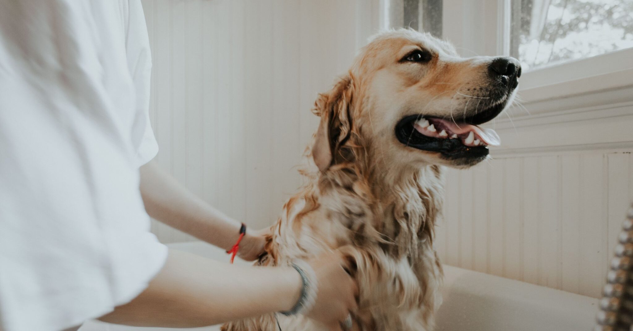 Featured image for “How to Pet-Proof Your Plumbing From Family Pets!”